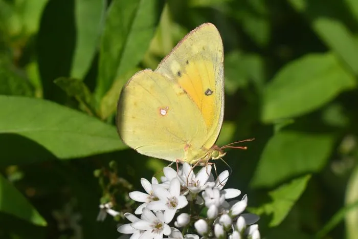 Clouded Yellow Butterfly