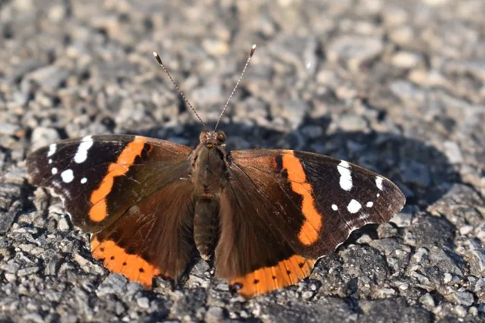 Red Admiral Butterfly