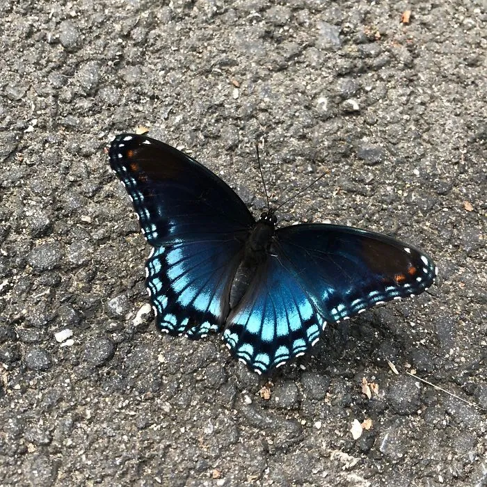Red-Spotted Purple Butterfly