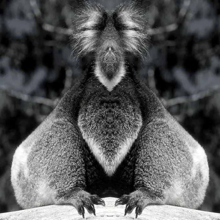 I Mirrored Koalas To Make People Reflect