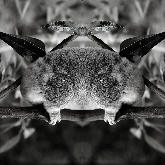 I Mirrored Koalas To Make People Reflect