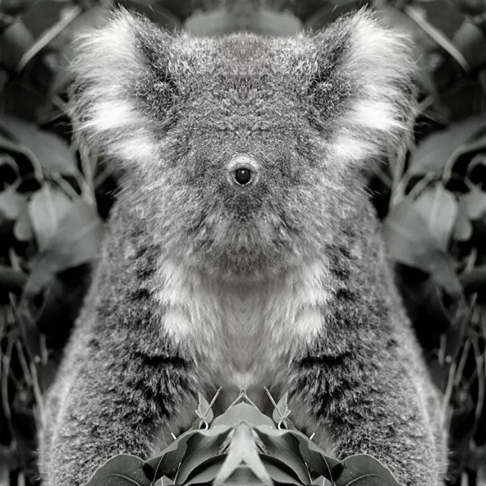 I Mirrored Koalas To Make People Reflect