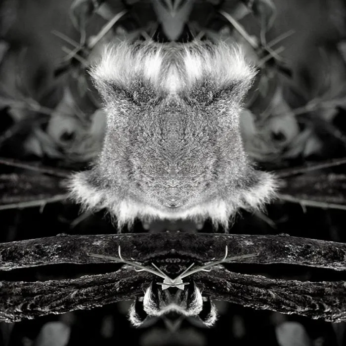 I Mirrored Koalas To Make People Reflect