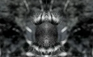 I Mirrored Koalas To Make People Reflect