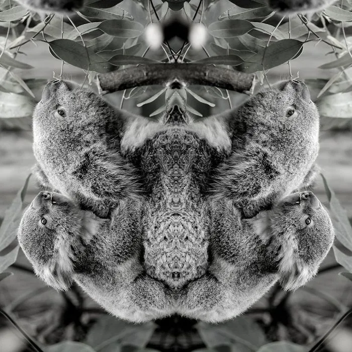I Mirrored Koalas To Make People Reflect