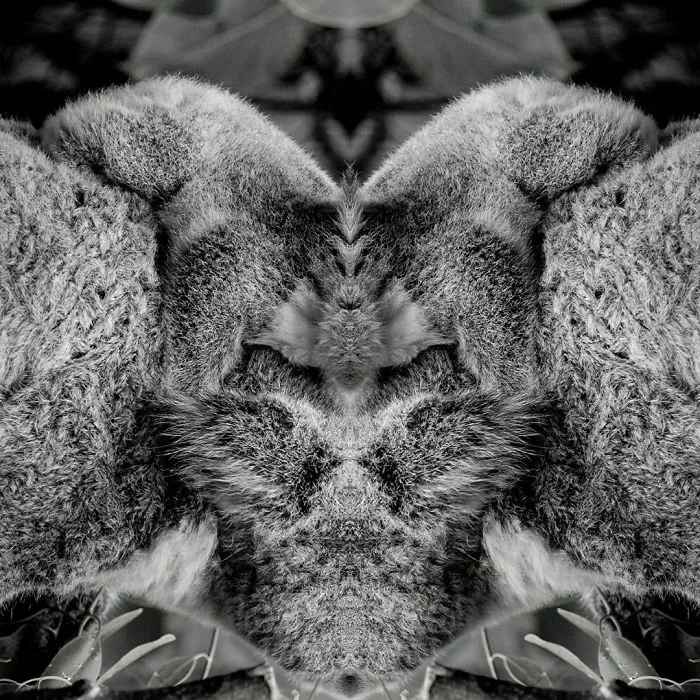 I Mirrored Koalas To Make People Reflect