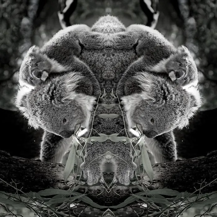 I Mirrored Koalas To Make People Reflect