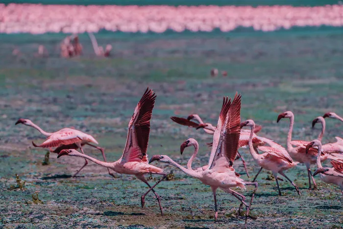 My Only Dream In Kenya Was To See Flamingos, But Everything That I Saw Was Beyond Description (42 Pics)