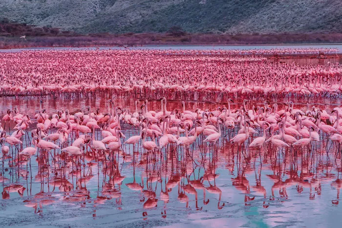 My Only Dream In Kenya Was To See Flamingos, But Everything That I Saw Was Beyond Description (42 Pics)