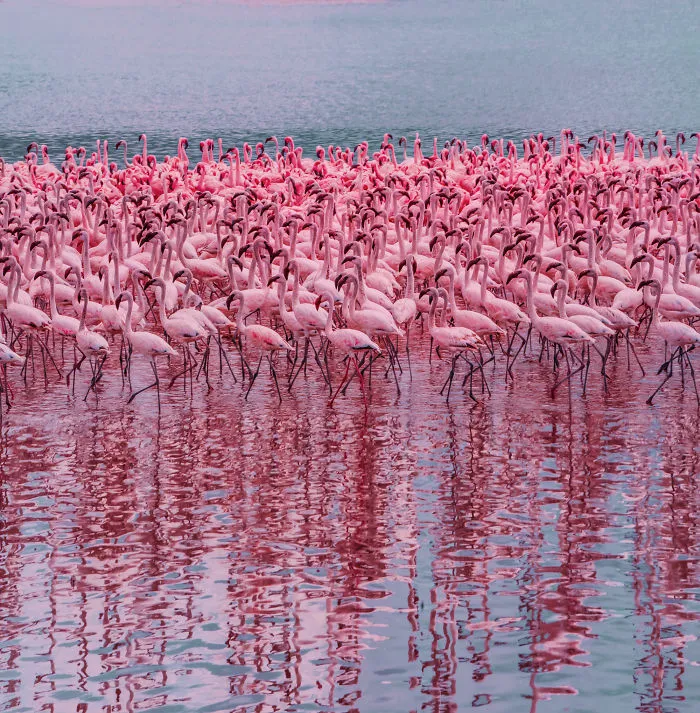 My Only Dream In Kenya Was To See Flamingos, But Everything That I Saw Was Beyond Description (42 Pics)
