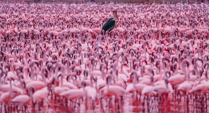 My Only Dream In Kenya Was To See Flamingos, But Everything That I Saw Was Beyond Description (42 Pics)