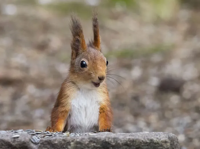 Today We Will Talk About Nuts
