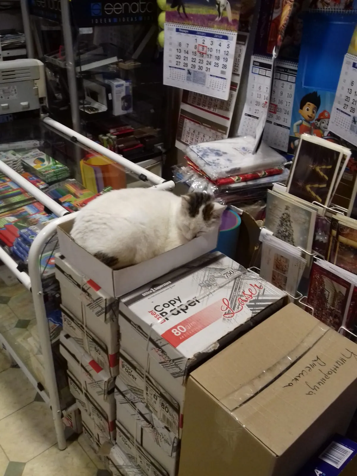 Assistant