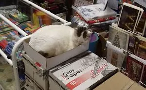 Assistant