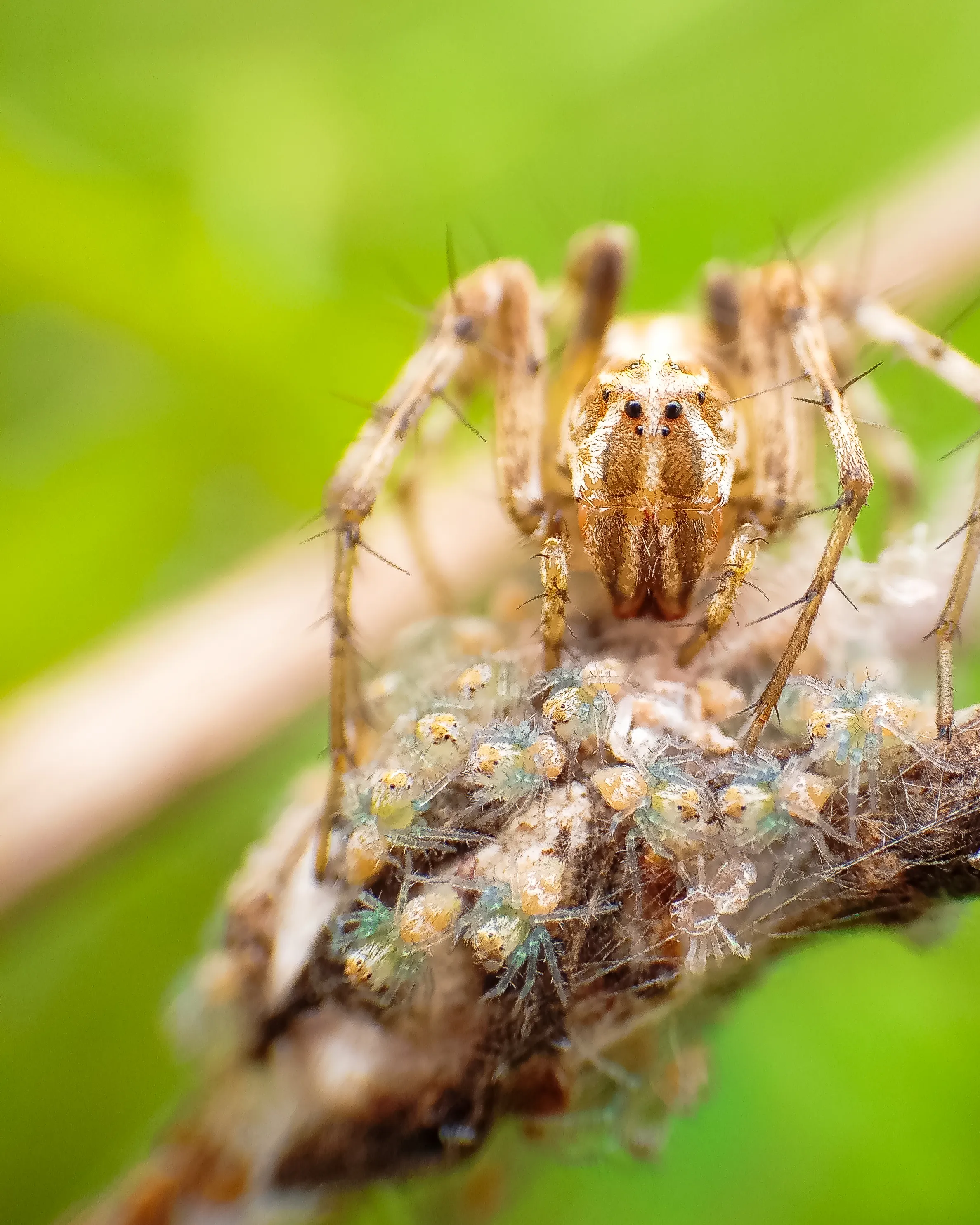 Macro Photography By Mobile Phone