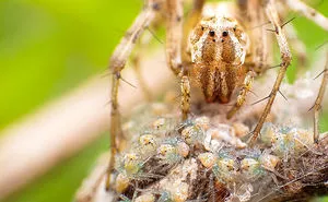 Macro Photography By Mobile Phone
