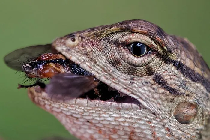 I'm A Macro Photography Enthusiast, And I Take Photos With A Phone And DIY Lenses (57 Pics)