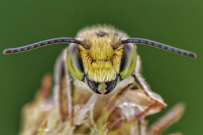 I'm A Macro Photography Enthusiast, And I Take Photos With A Phone And DIY Lenses (57 Pics)