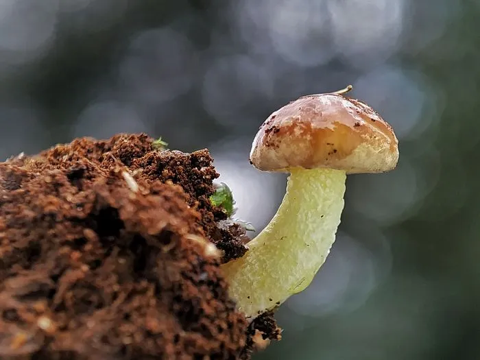 I'm A Macro Photography Enthusiast, And I Take Photos With A Phone And DIY Lenses (57 Pics)