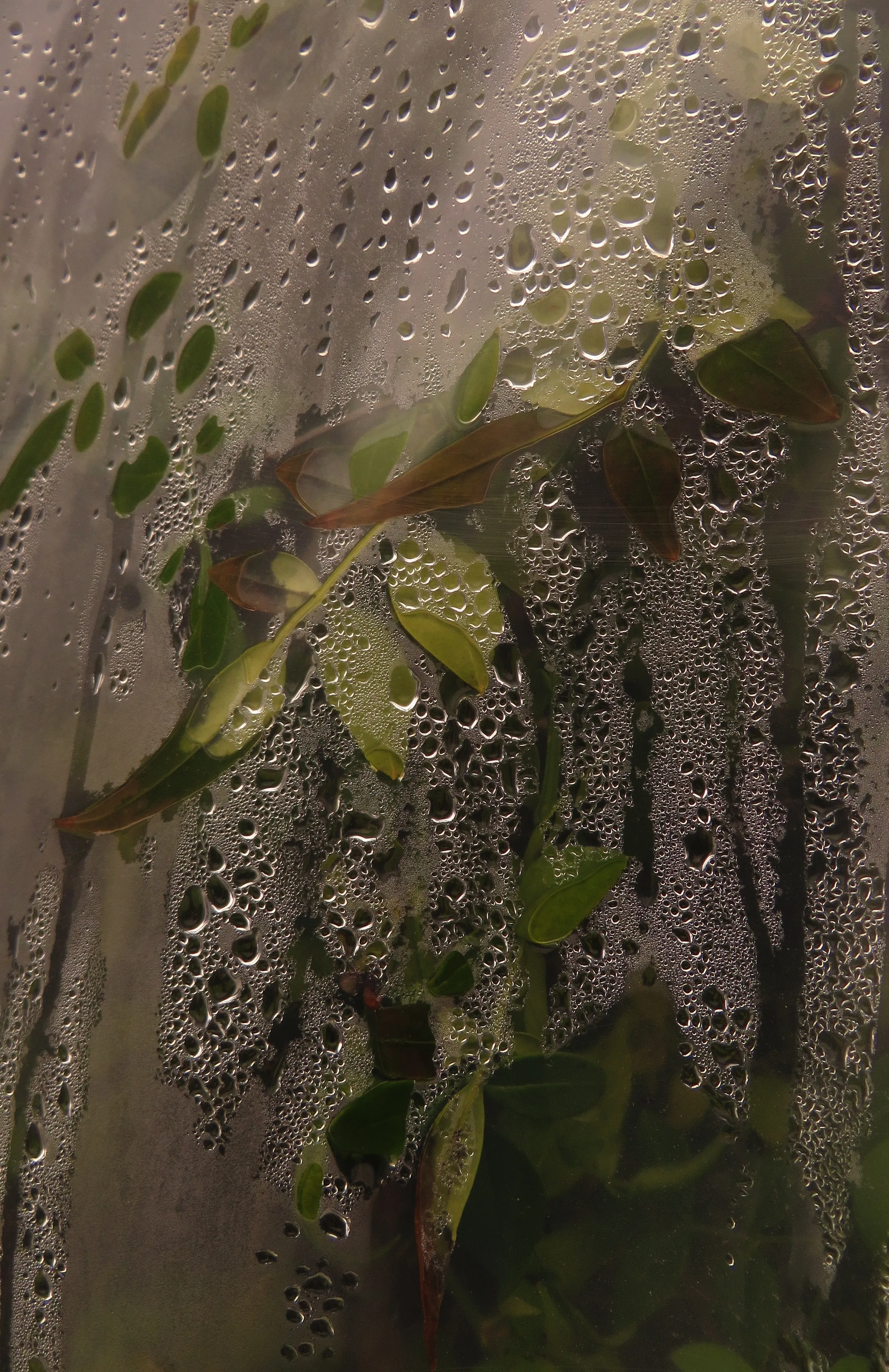 Mist Drops