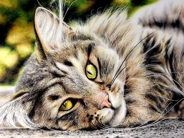 23 Hyper-Realistic Artworks Of Cats That Are Hard To Believe Aren't Photographs By A Japanese Artist