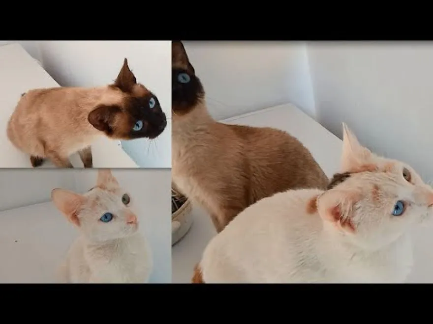 Cats Marveled About The Presence Of Birds In Their Room .. They Had Not Seen Other Animals Before