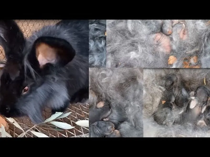 My Lion-Headed Rabbit Gave Birth To Five Baby Black Rabbits, All Of Them...from Newborn To  Day 4.