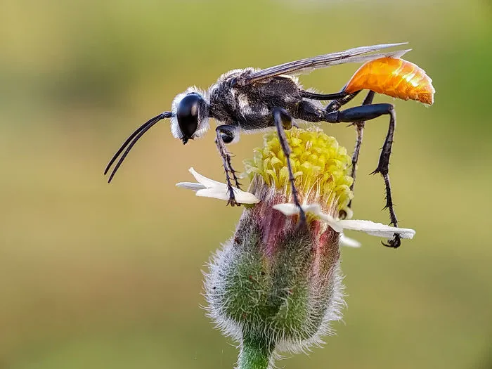 I'm A Macro Photography Enthusiast, And I Take Photos With A Phone And DIY Lenses (57 Pics)