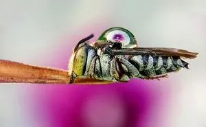 I'm A Macro Photography Enthusiast, And I Take Photos With A Phone And DIY Lenses (57 Pics)
