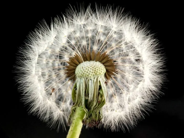 I'm A Macro Photography Enthusiast, And I Take Photos With A Phone And DIY Lenses (57 Pics)