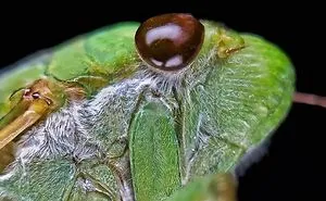 I'm A Macro Photography Enthusiast, And I Take Photos With A Phone And DIY Lenses (57 Pics)