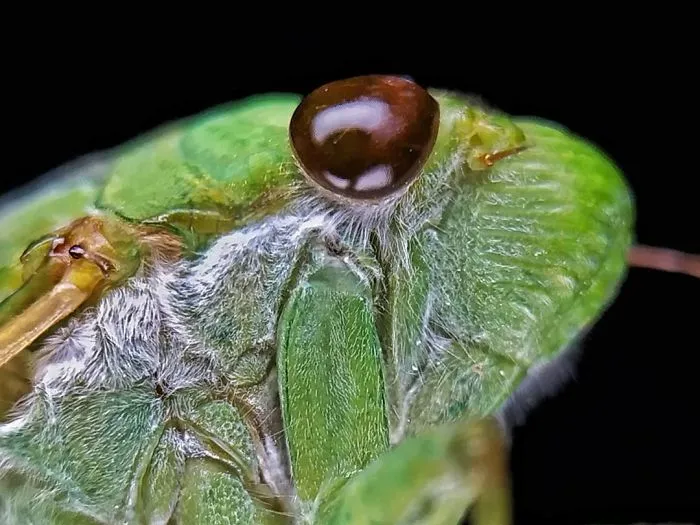 Macro Photography Using Mobile Phone And DIY Additional Macro Lens