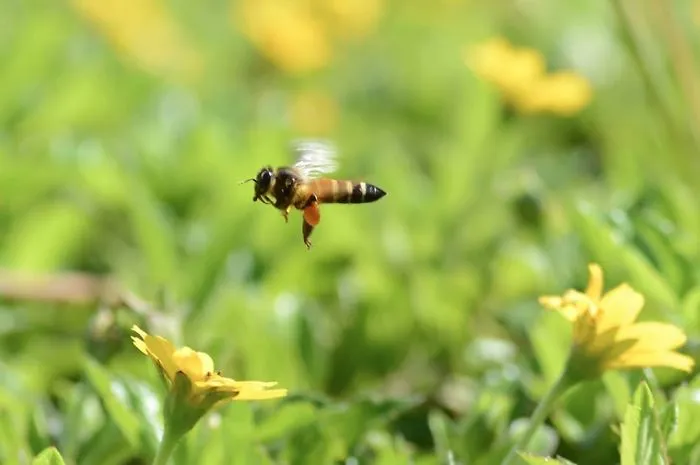 I'm A Macro Photography Enthusiast, And I Take Photos With A Phone And DIY Lenses (57 Pics)