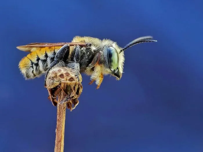I'm A Macro Photography Enthusiast, And I Take Photos With A Phone And DIY Lenses (57 Pics)