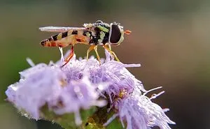 I'm A Macro Photography Enthusiast, And I Take Photos With A Phone And DIY Lenses (57 Pics)