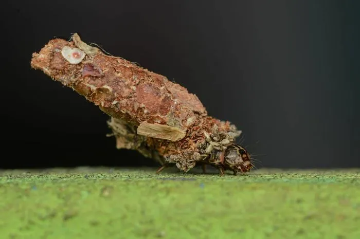 I'm A Macro Photography Enthusiast, And I Take Photos With A Phone And DIY Lenses (57 Pics)