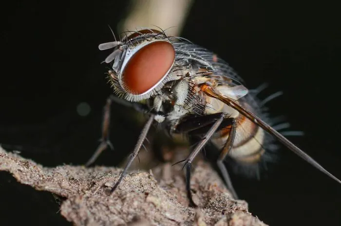 I'm A Macro Photography Enthusiast, And I Take Photos With A Phone And DIY Lenses (57 Pics)
