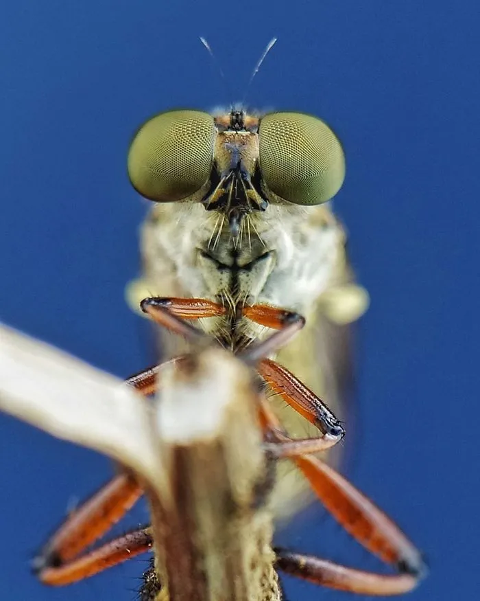 I'm A Macro Photography Enthusiast, And I Take Photos With A Phone And DIY Lenses (57 Pics)