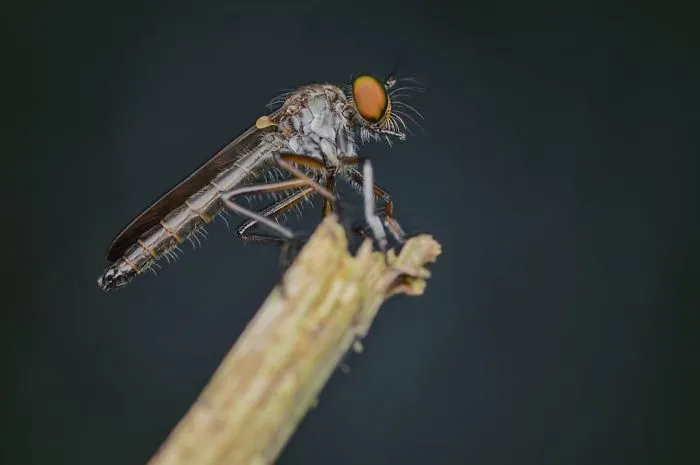 I'm A Macro Photography Enthusiast, And I Take Photos With A Phone And DIY Lenses (57 Pics)