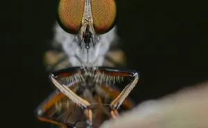 I'm A Macro Photography Enthusiast, And I Take Photos With A Phone And DIY Lenses (57 Pics)
