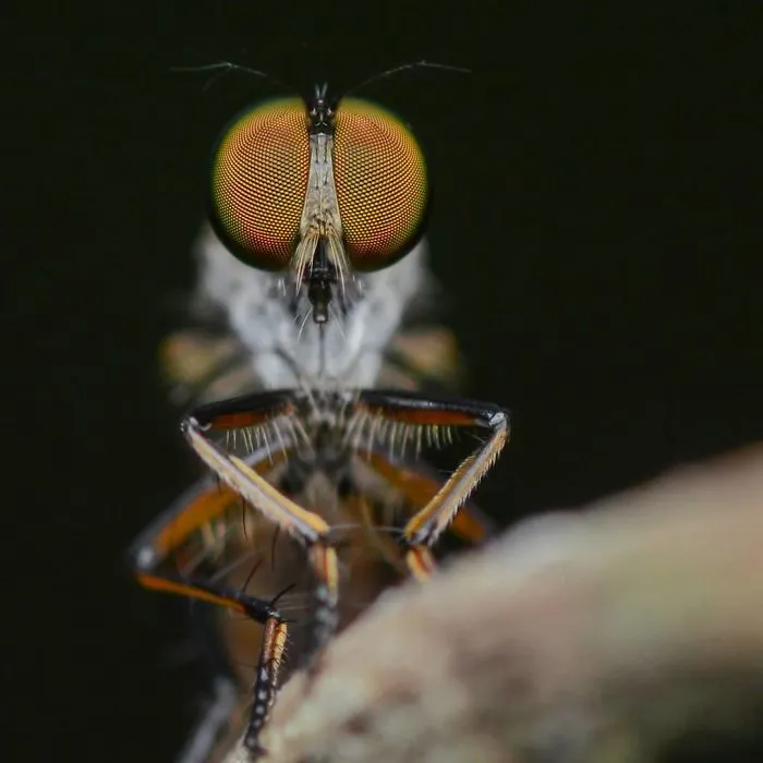 Macro Photography Using Mobile Phone And DIY Additional Macro Lens