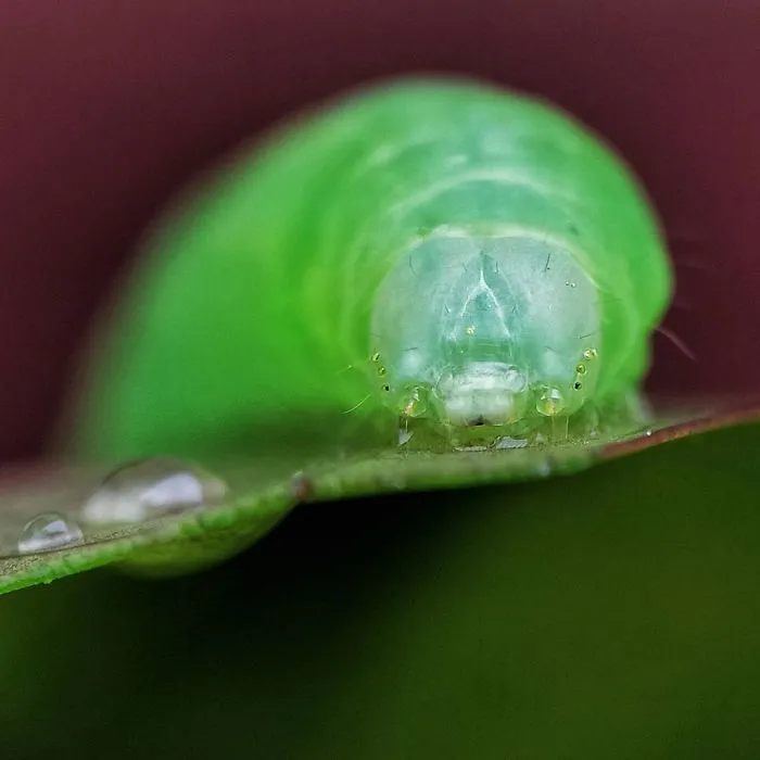 I'm A Macro Photography Enthusiast, And I Take Photos With A Phone And DIY Lenses (57 Pics)