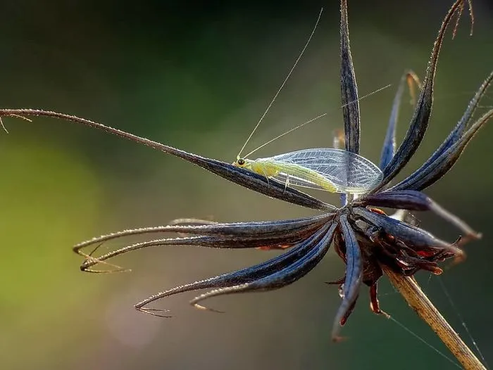 I'm A Macro Photography Enthusiast, And I Take Photos With A Phone And DIY Lenses (57 Pics)