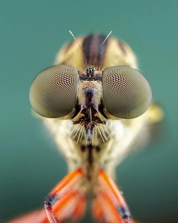 I'm A Macro Photography Enthusiast, And I Take Photos With A Phone And DIY Lenses (57 Pics)
