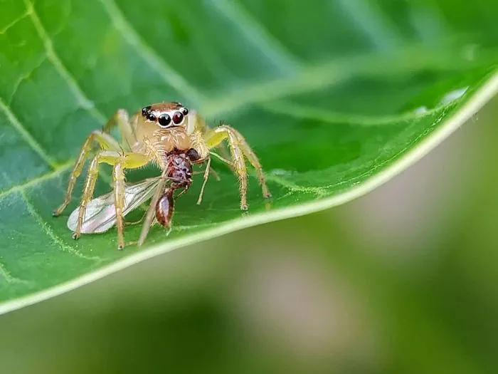 I'm A Macro Photography Enthusiast, And I Take Photos With A Phone And DIY Lenses (57 Pics)