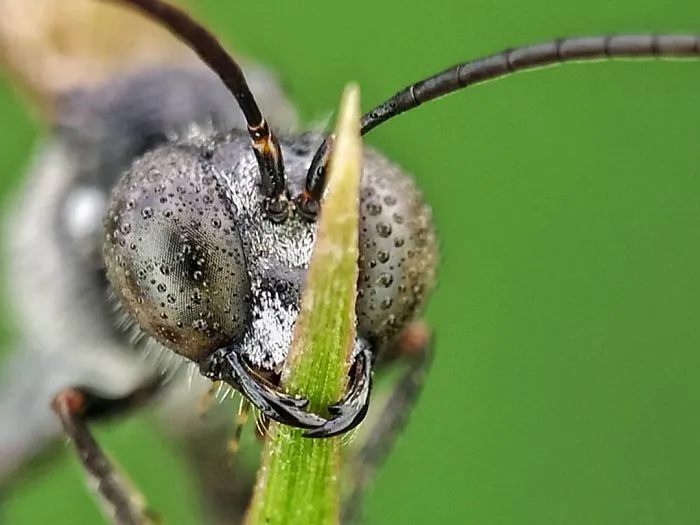I'm A Macro Photography Enthusiast, And I Take Photos With A Phone And DIY Lenses (57 Pics)