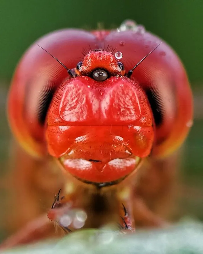 I'm A Macro Photography Enthusiast, And I Take Photos With A Phone And DIY Lenses (57 Pics)