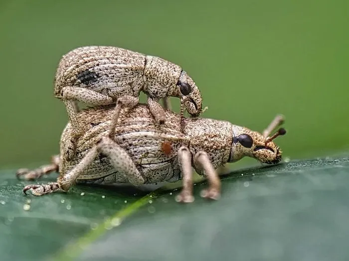 I'm A Macro Photography Enthusiast, And I Take Photos With A Phone And DIY Lenses (57 Pics)