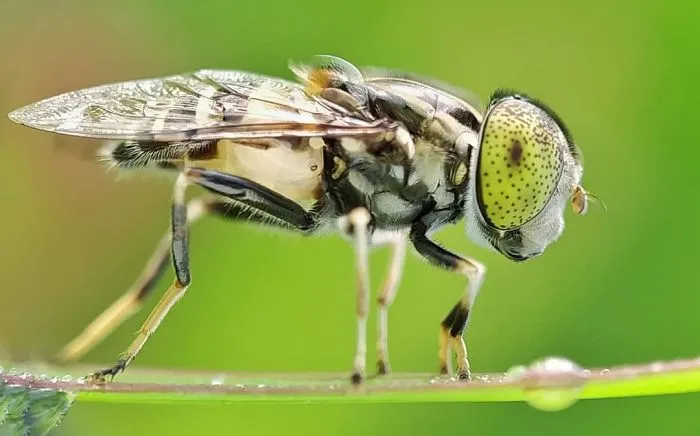 I'm A Macro Photography Enthusiast, And I Take Photos With A Phone And DIY Lenses (57 Pics)
