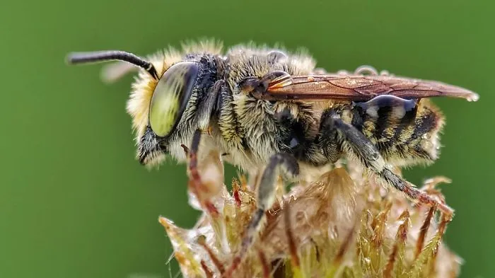 I'm A Macro Photography Enthusiast, And I Take Photos With A Phone And DIY Lenses (57 Pics)